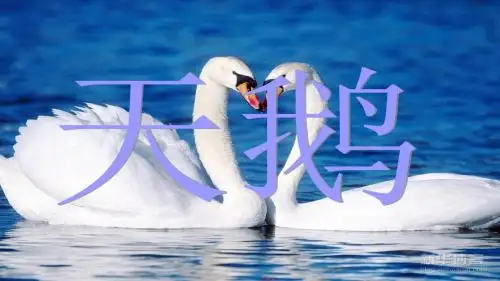 长春小学语文六年级下册《3.1天鹅》PPT课件 (2)
