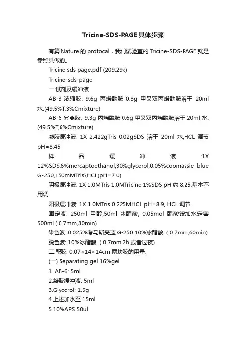 Tricine-SDS-PAGE具体步骤