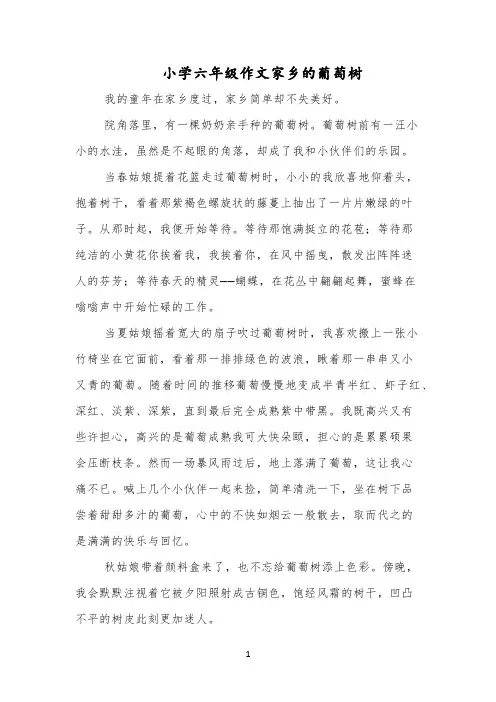 小学六年级作文家乡的葡萄树