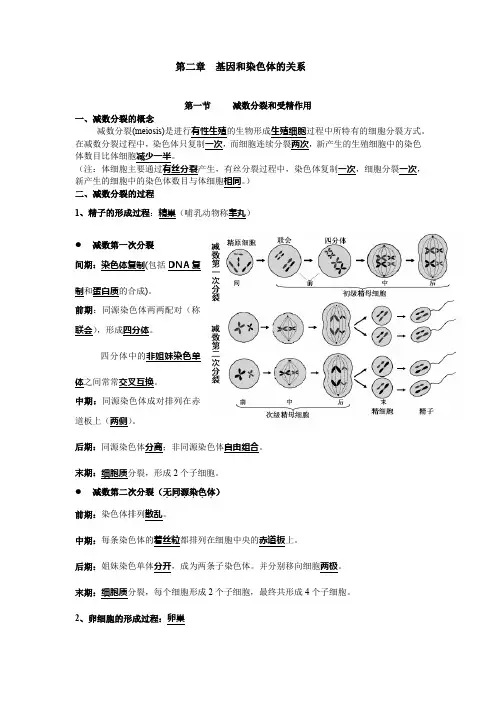 第2章基因和染色体的关系知识汇总高一下学期生物人教版必修2
