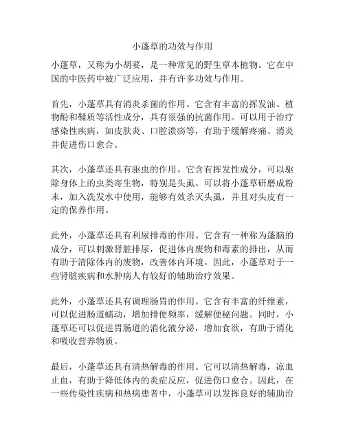 小蓬草的功效与作用