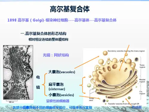 《高尔基体溶酶体》PPT课件