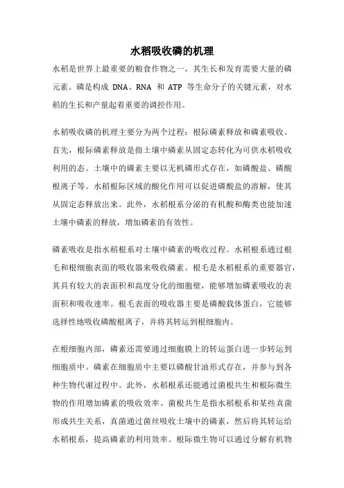 水稻吸收磷的机理