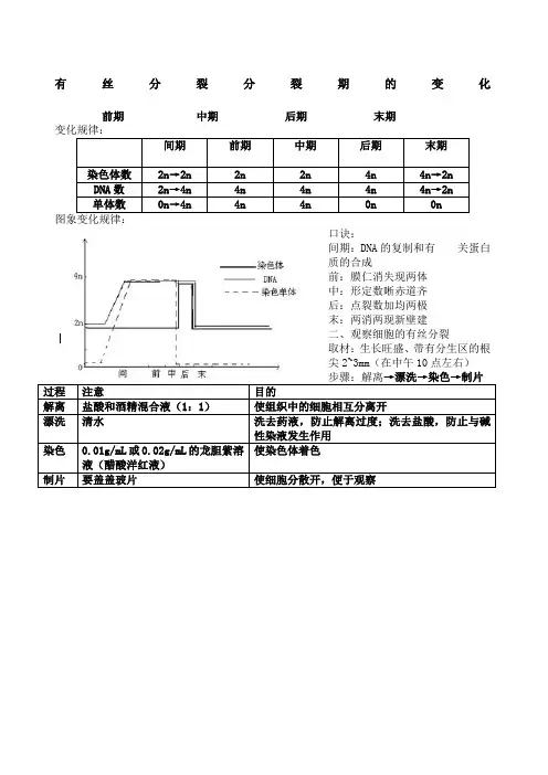 有丝分裂知识点总结