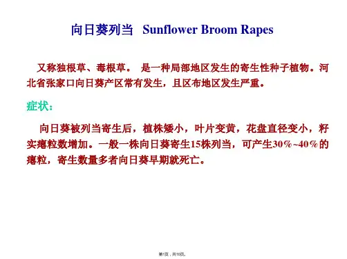 向日葵列当(共10张PPT)