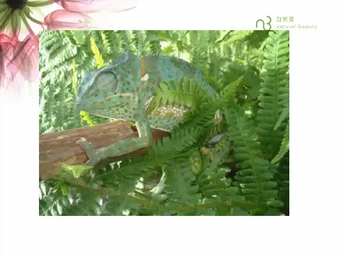 《变色龙》ppt课件