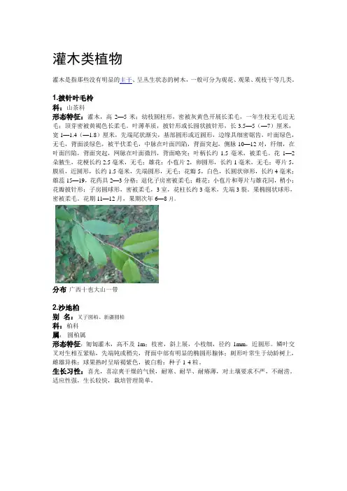 灌木类