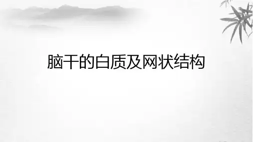 脑干的白质及网状结构
