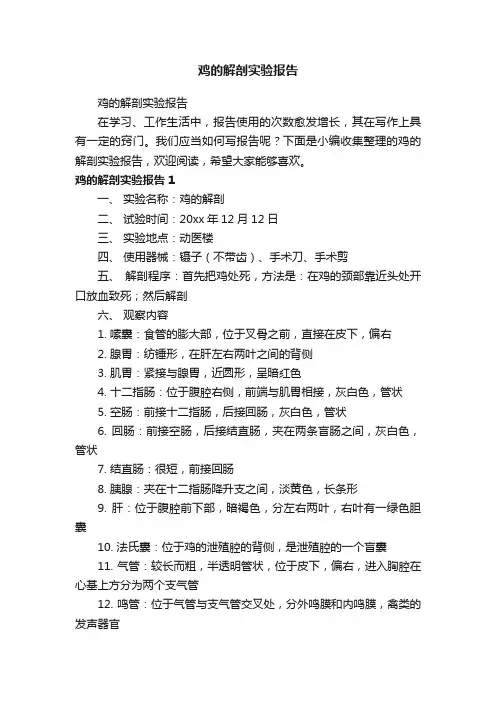 鸡的解剖实验报告