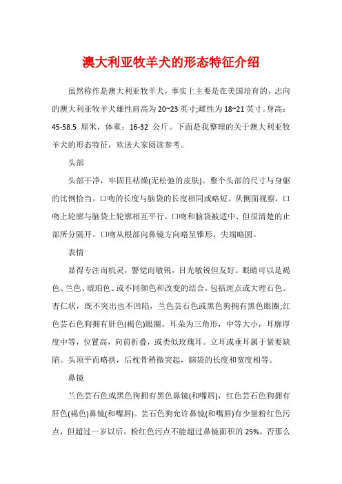 澳大利亚牧羊犬的形态特征介绍