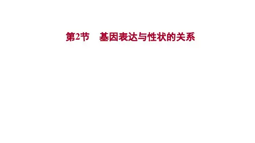 同步高中生物人教版(2019)必修二课件第4章第2节基因表达与性状的关系