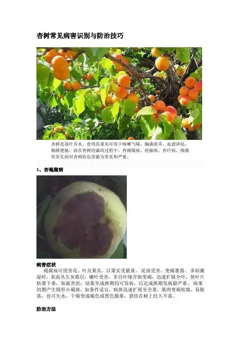 杏树常见病害识别与防治技巧