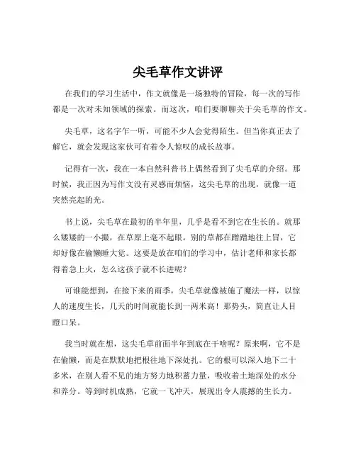 尖毛草作文讲评
