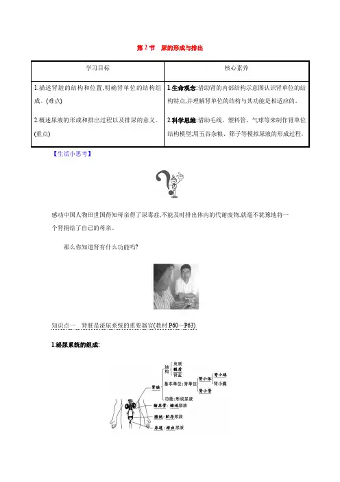 2020-2021学年北师大版七年级生物下册第4单元第11章第2节 尿的形成与排出