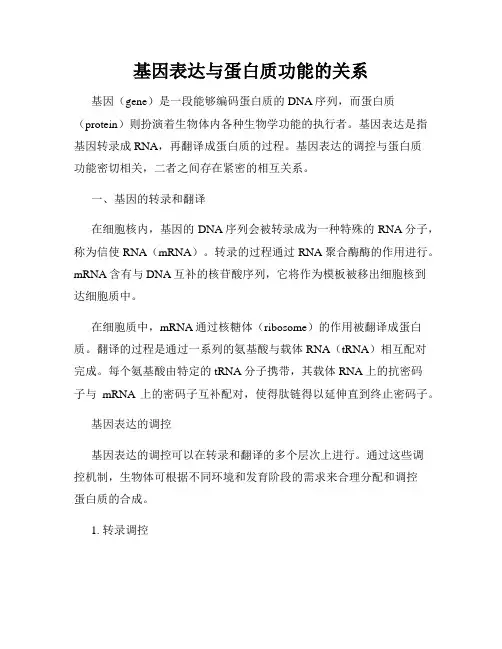 基因表达与蛋白质功能的关系