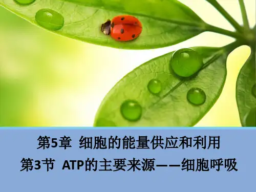 人教版必修一生物《ATP的主要来源—细胞呼吸》-ppt精品课件
