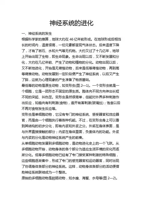 神经的进化