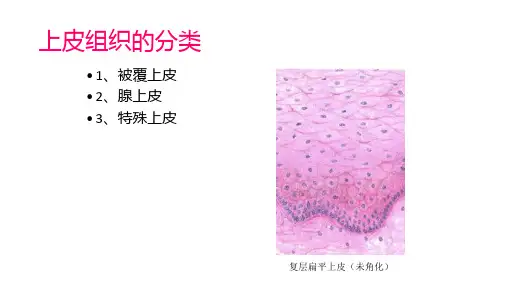 上皮组织的分类及特点