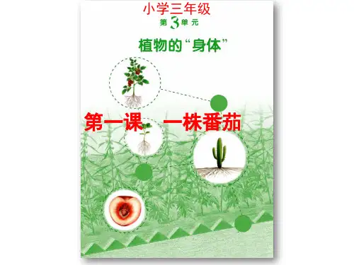 粤科版小学科学三年级下册 3-1  一株番茄