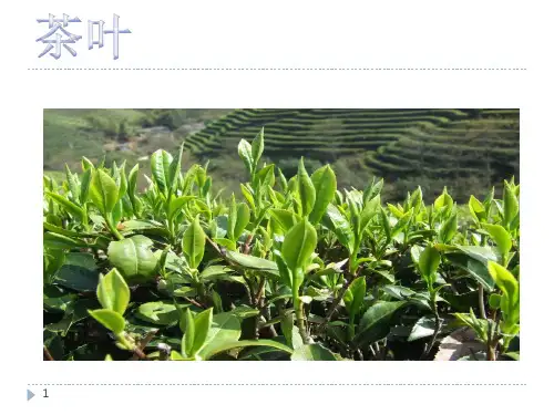 茶叶的病虫害防治PPT参考课件