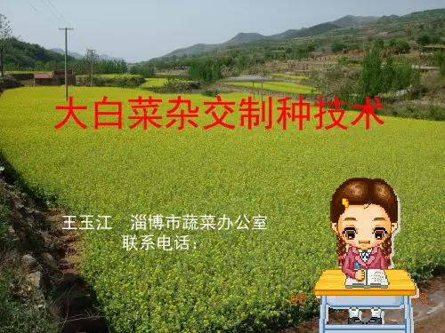 大白菜杂交制种技术