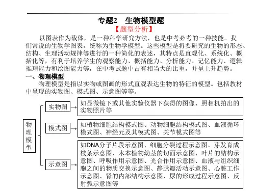 生物专题2生物模型题