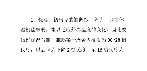 雏鹅饲养管理技术要点