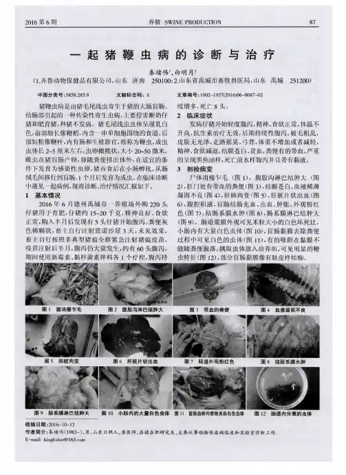 一起猪鞭虫病的诊断与治疗