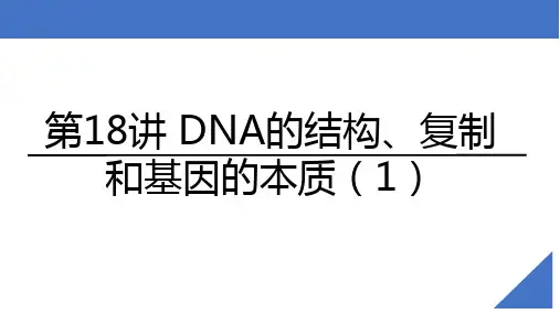 高三生物一轮复习课件第18讲DNA的结构复制和基因的本质(1)