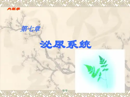 人体解剖学--泌尿系统 课件