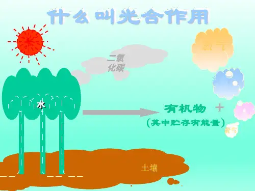 初中七年级生物上册-光合作用