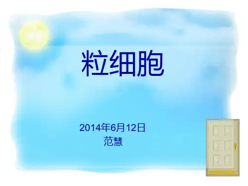 粒细胞
