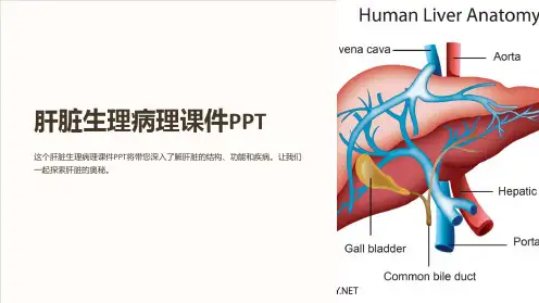 肝脏生理病理课件PPT
