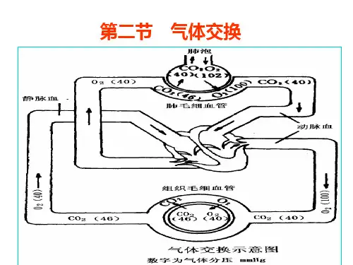气体交换PPT课件