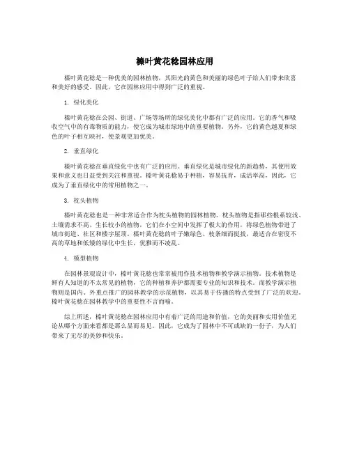 榛叶黄花稔园林应用