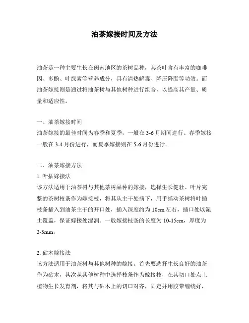 油茶嫁接时间及方法