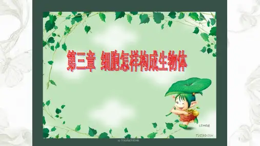 动物体的结构层次课件