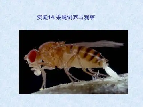 实验14果蝇饲养与观察