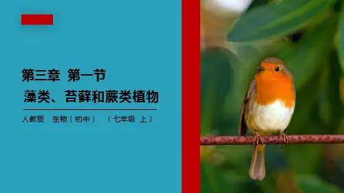 《藻类、苔藓和蕨类植物》PPT精品课件2021课件PPT