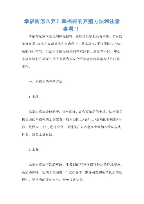 幸福树怎么养？幸福树的养殖方法和注意事项!!