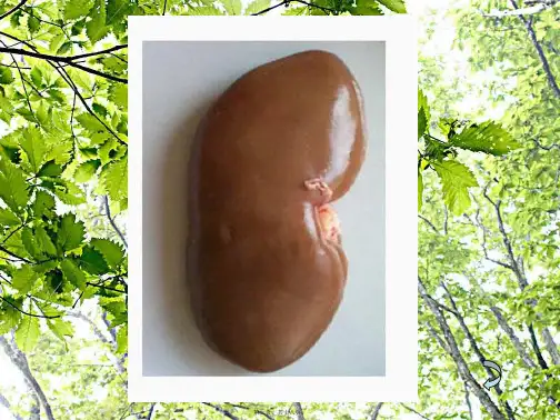七年级生物《尿的形成与排除》课件