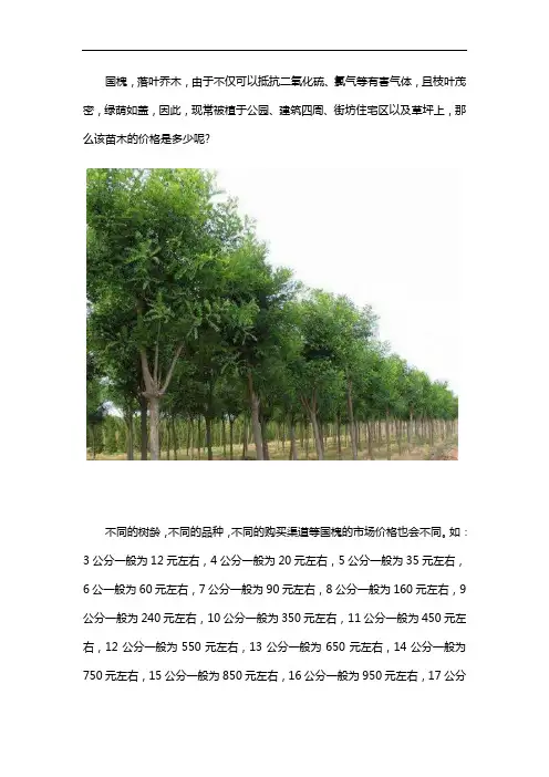 国槐最新价格行情