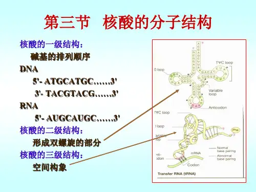 核酸化学二