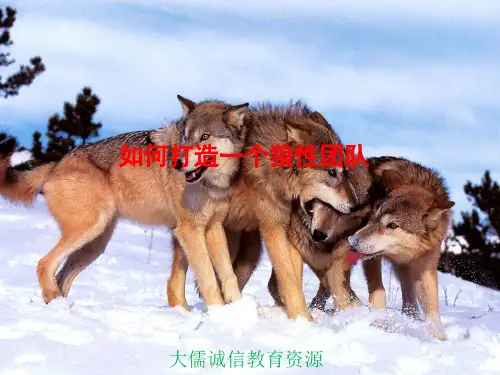 如何打造狼性团队(缔造强大执行团队的领导哲学)企业培训宝典