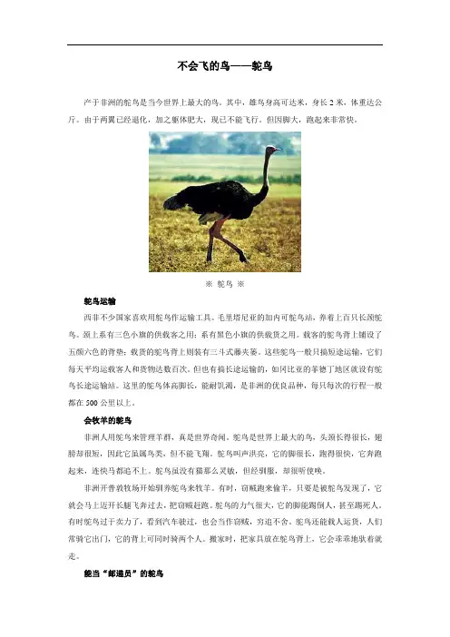 鸟拓展资源-不会飞的鸟——鸵鸟