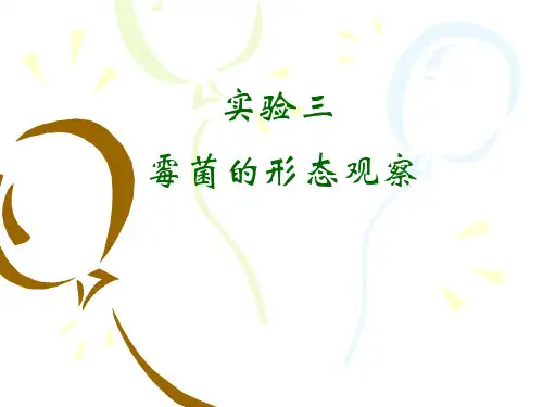 微生物学实验：实验三 霉菌的形态观察
