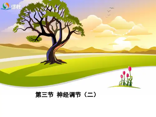 浙教版科学八年级上册_《神经调节》第2课时优教课件