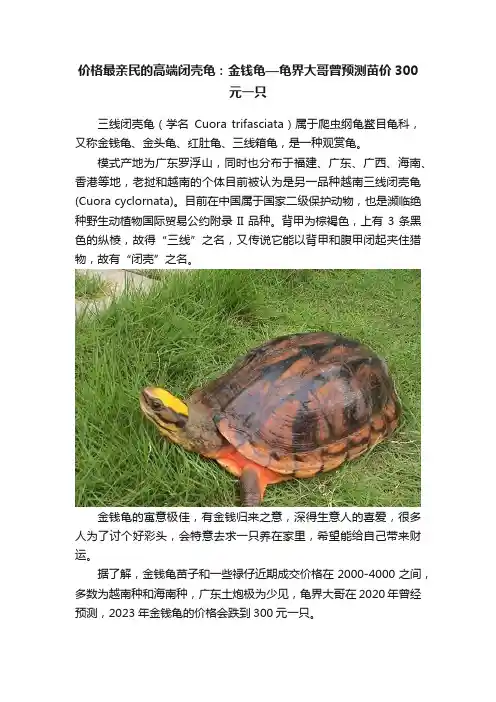 价格最亲民的高端闭壳龟：金钱龟—龟界大哥曾预测苗价300元一只