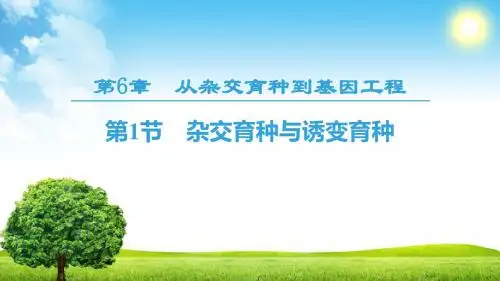 (人教版)2018-2019学年高中生物必修二课件：第6章第1节杂交育种与诱变育种