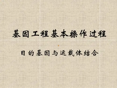 基因工程基本操作过程(目的基因与运载体结合)
